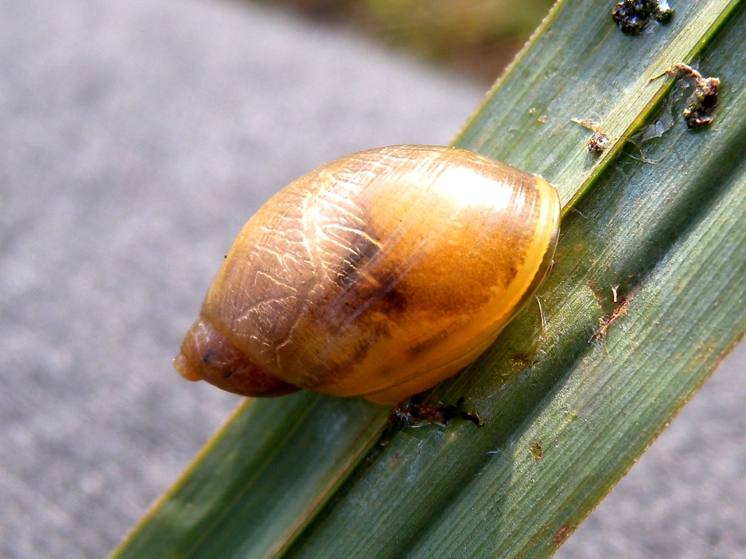 Chiocciola da identificare